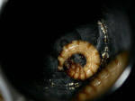 superworm curled
