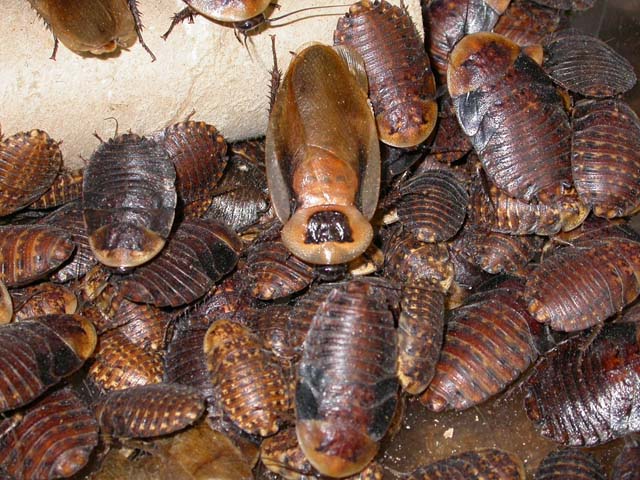 The discoid roach (Blaberus discoidales) is a tropical roach from Mexico, C...